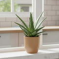 GoHooked Pluto 10-inch brown polymer planter pot with aloe vera plant on a windowsill.