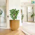 Go Hooked 12-inch brown polymer planter pot with horizontal ribbed texture, holding a jade plant indoors.