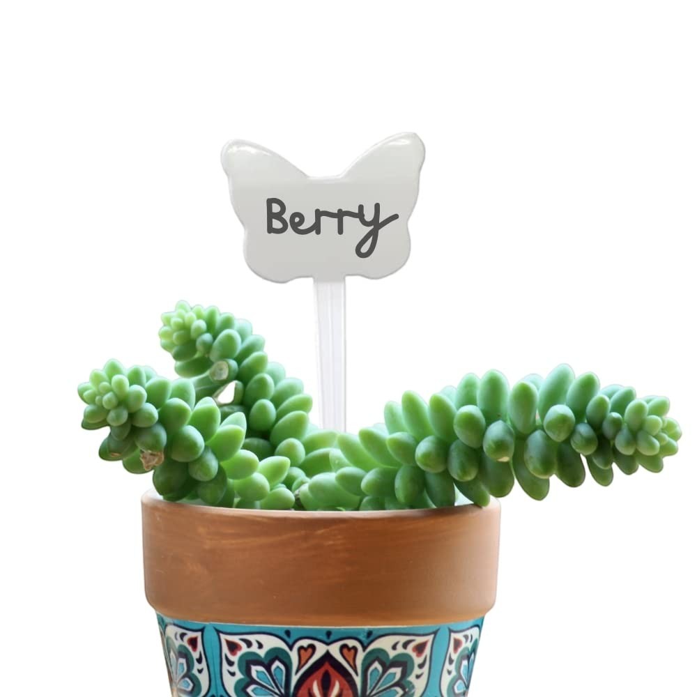 GoHooked white butterfly-shaped plant name tag with 'Berry' written on it, in a succulent plant pot.