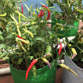 GoHooked green fabric grow bags holding chili plants with red, yellow, and purple peppers. Ideal for terrace gardening.