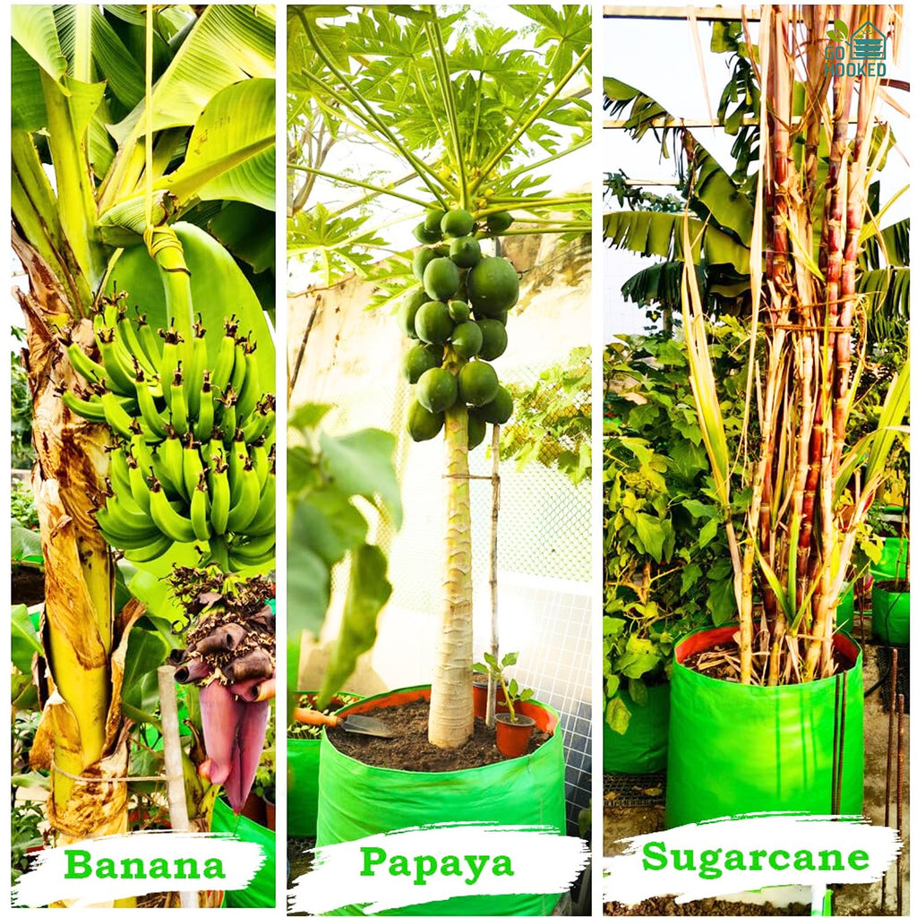 GoHooked green fabric grow bags containing banana, papaya, and sugarcane plants in a home garden setting