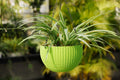 Go Hooked green woven plastic hanging planter with a spider plant. 7.1" diameter, 4.8" height.