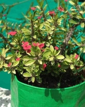 GoHooked green HDPE grow bag with red flowering plant, ideal for terrace and balcony gardening.