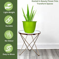 GoHooked green plastic flower pot with tray, 8 inch, durable, lightweight, no odour, easy to move. Ideal for indoor/outdoor gardening.