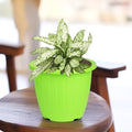 Go Hooked 10-inch green plastic planter pot with vertical ribbed texture, holding a variegated plant.