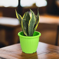 GoHooked pack of 3 green plastic planters with vertical ribbing detail, perfect for indoor or outdoor gardening.
