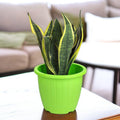 GoHooked pack of 3 green plastic planters with ribbed texture, perfect for indoor or outdoor gardening.