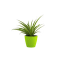 Go Hooked 5.5 inch bright green plastic planter with a woven texture, holding a spider plant.