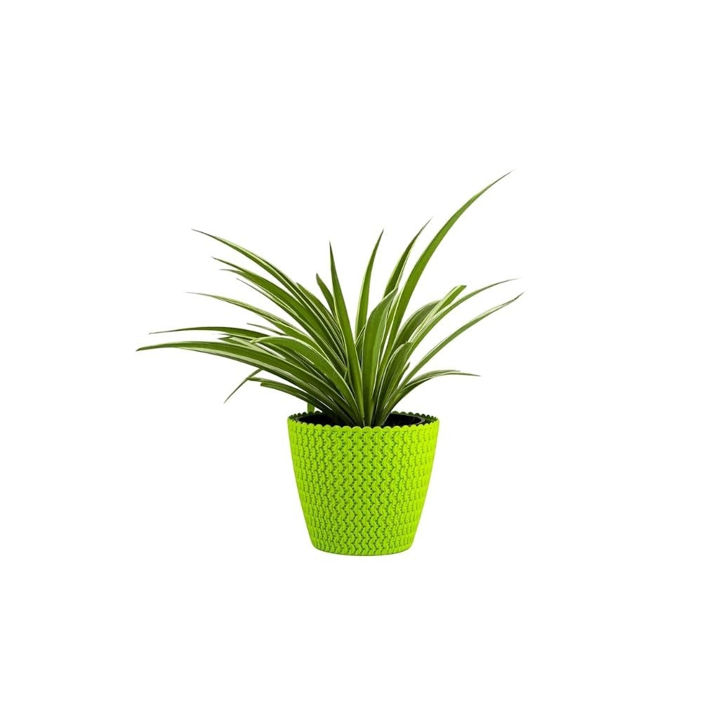Go Hooked 5.5 inch bright green plastic planter with a woven texture, holding a spider plant.