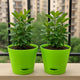 Go Hooked Plastic Garden Planter/Plant Holder Set of 2 (Green)