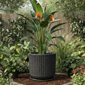 GoHooked grey ribbed polymer planter with granite speckle design and matching tray, holding a Bird of Paradise plant.