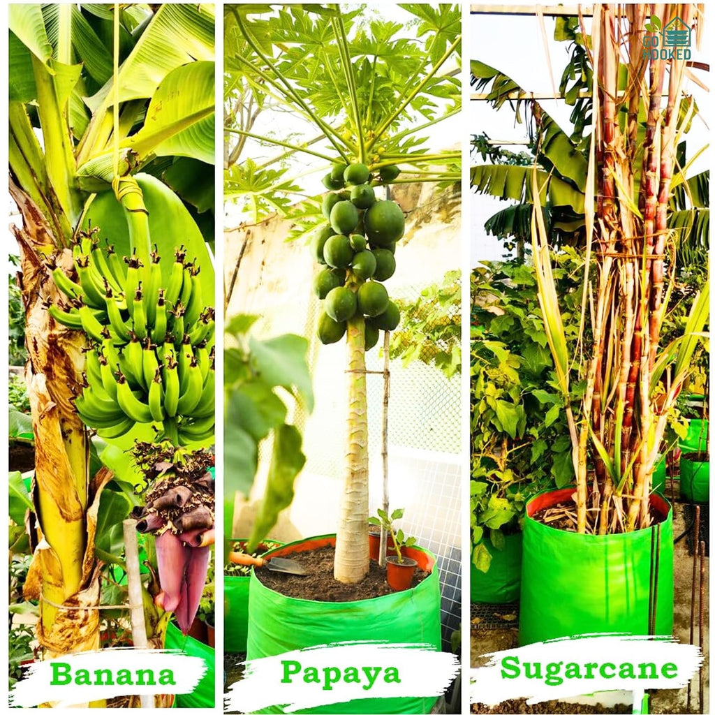 GoHooked green 18-inch heavy-duty grow bags holding banana, papaya, and sugarcane plants.