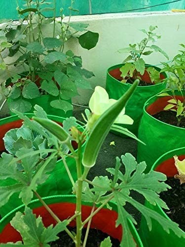 GoHooked green UV treated HDPE grow bags for terrace gardening, 18" x 18", pack of 2. Features okra plant.
