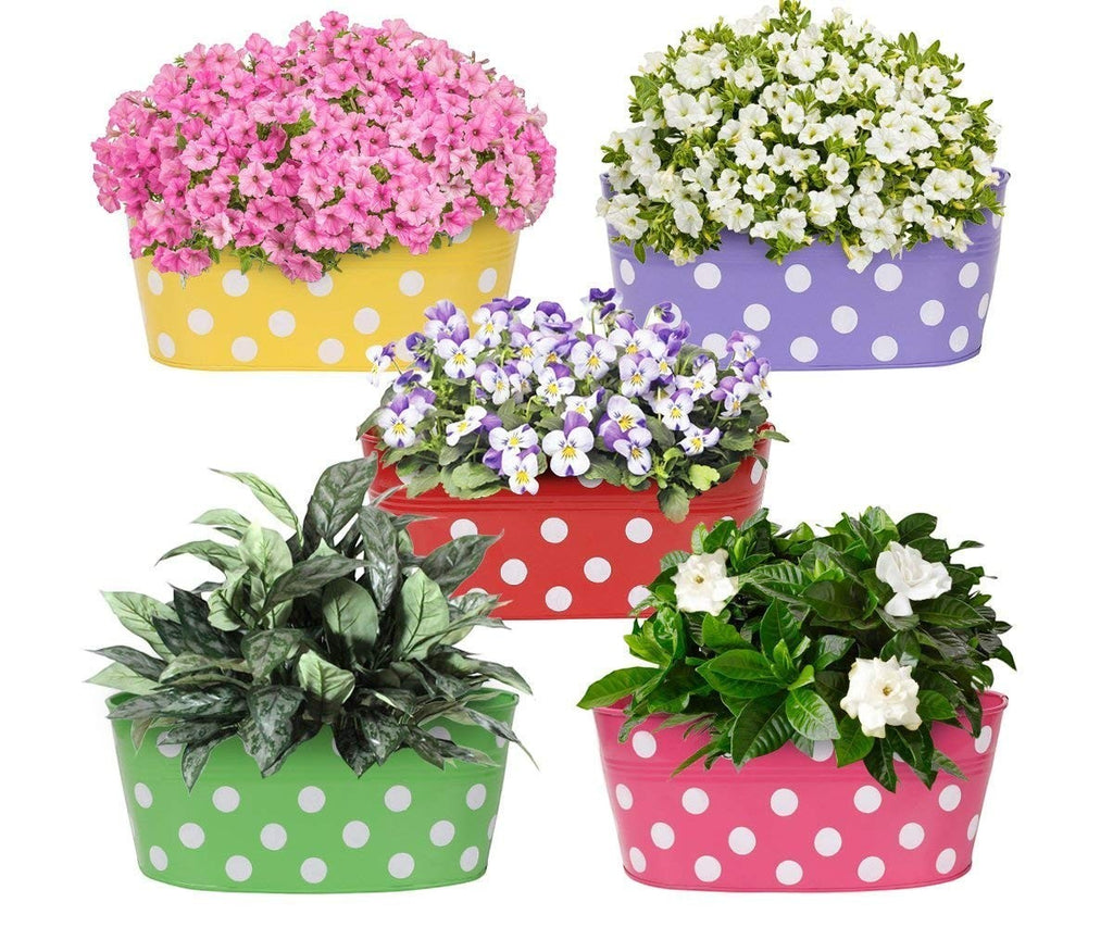 GoHooked set of 5 metal railing planters in yellow, purple, red, green, and pink with white polka dots, holding various flowers and plants.