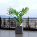 GoHooked 8-inch modern grey square polymer planter pot with a palm plant on a balcony.