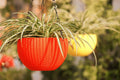 GoHooked multicolor round woven plastic hanging planter with spider plant. Set of 5.