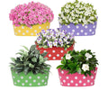 GoHooked multicolor metal railing planters with white polka dots, featuring pink petunias, white petunias, pansies, green foliage, and white flowers.