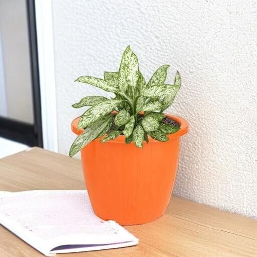 GoHooked orange plastic Duro flower pot, 10 inch, for indoor/outdoor gardening. BPA-free polypropylene.