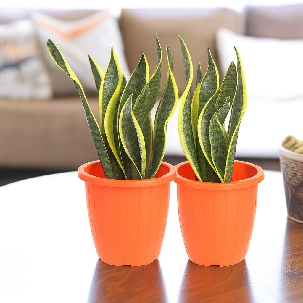 GoHooked orange plastic plant pots with snake plants, pack of 2. Suitable for indoor or outdoor use.
