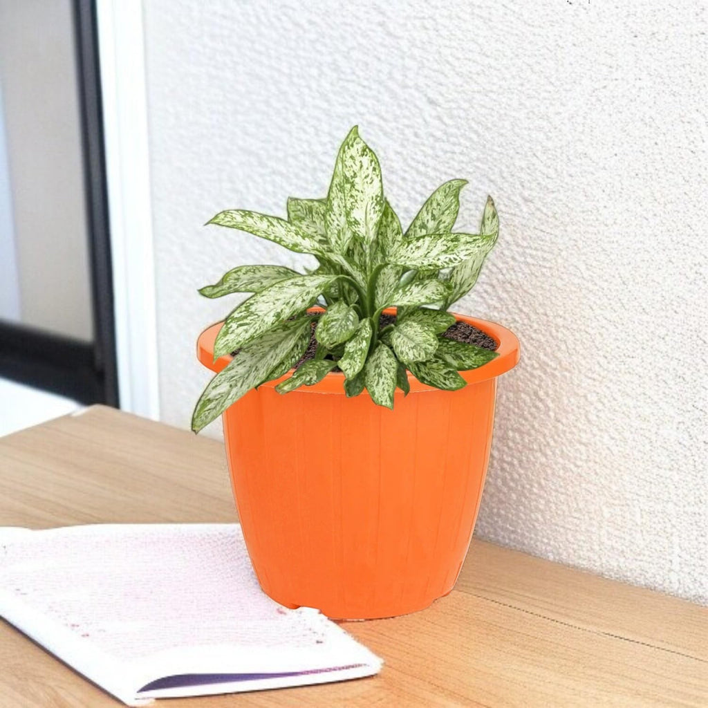 GoHooked orange plastic planter pot with a variegated green and white plant. Pack of 2.
