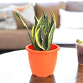 GoHooked orange plastic planter with snake plant on a wooden table.