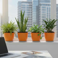 GoHooked 8-inch orange plastic planters with trays, holding snake plants, ferns, and ZZ plants on a windowsill.