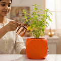 GoHooked orange square plastic Tulsi plant pot with Hindu religious symbols, perfect for home or pooja room.