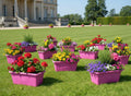 GoHooked pink rectangular plastic plant pots filled with colorful flowers, arranged on a lawn in front of a grand building.