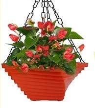 GoHooked multicolour plastic twister hanging flower pot set for plants, 9 x 9 x 4.5 inches, pack of 6