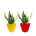 Go Hooked pack of 20 multicolour plastic small pots for indoor plants, 13x13x10cm