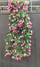VIMIFORYOU Artificial Hanging Rose Garlands Artificial Rose Flowers Vines for Home D�cor, Party D�cor, Special Occasion D�cor (Pack of 1, 35 Inch, Purple)
