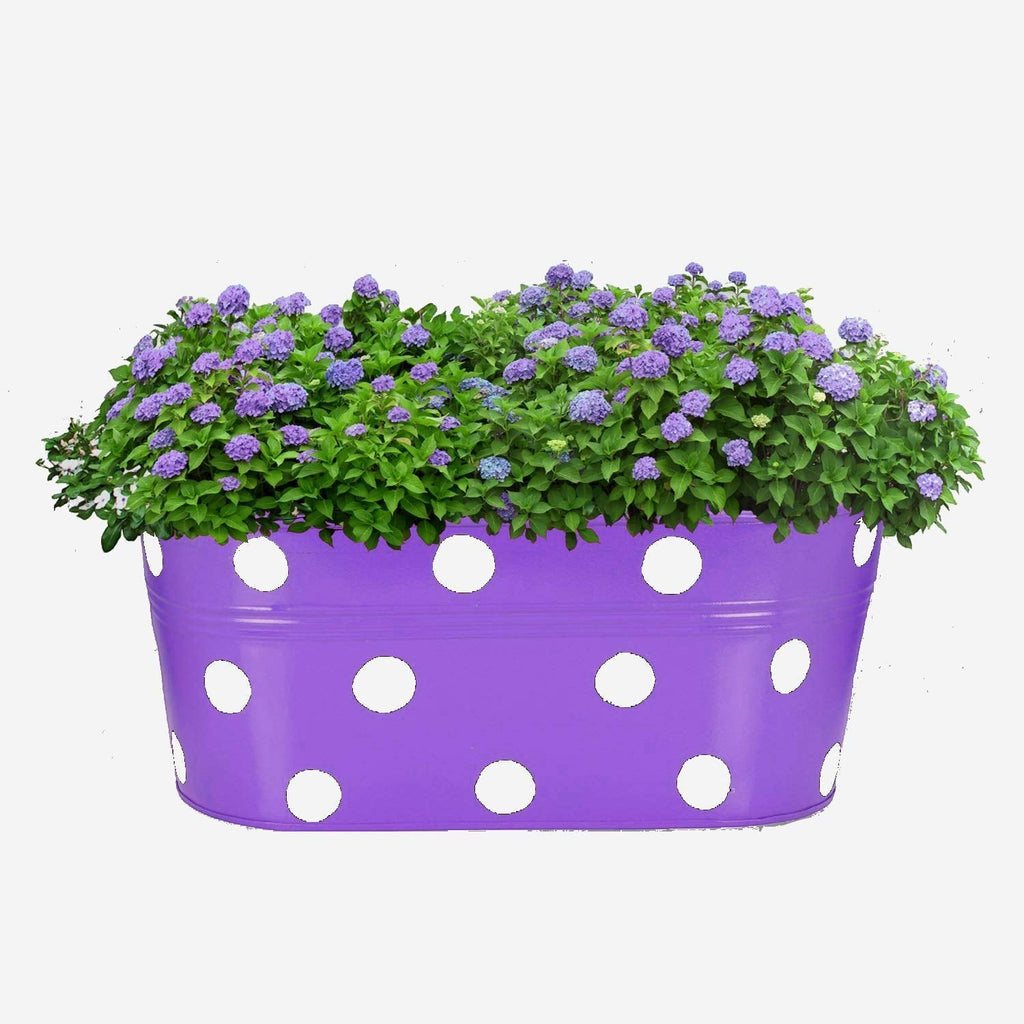 Go Hooked purple metal railing planter with white polka dots, filled with lush green foliage and purple flowers.