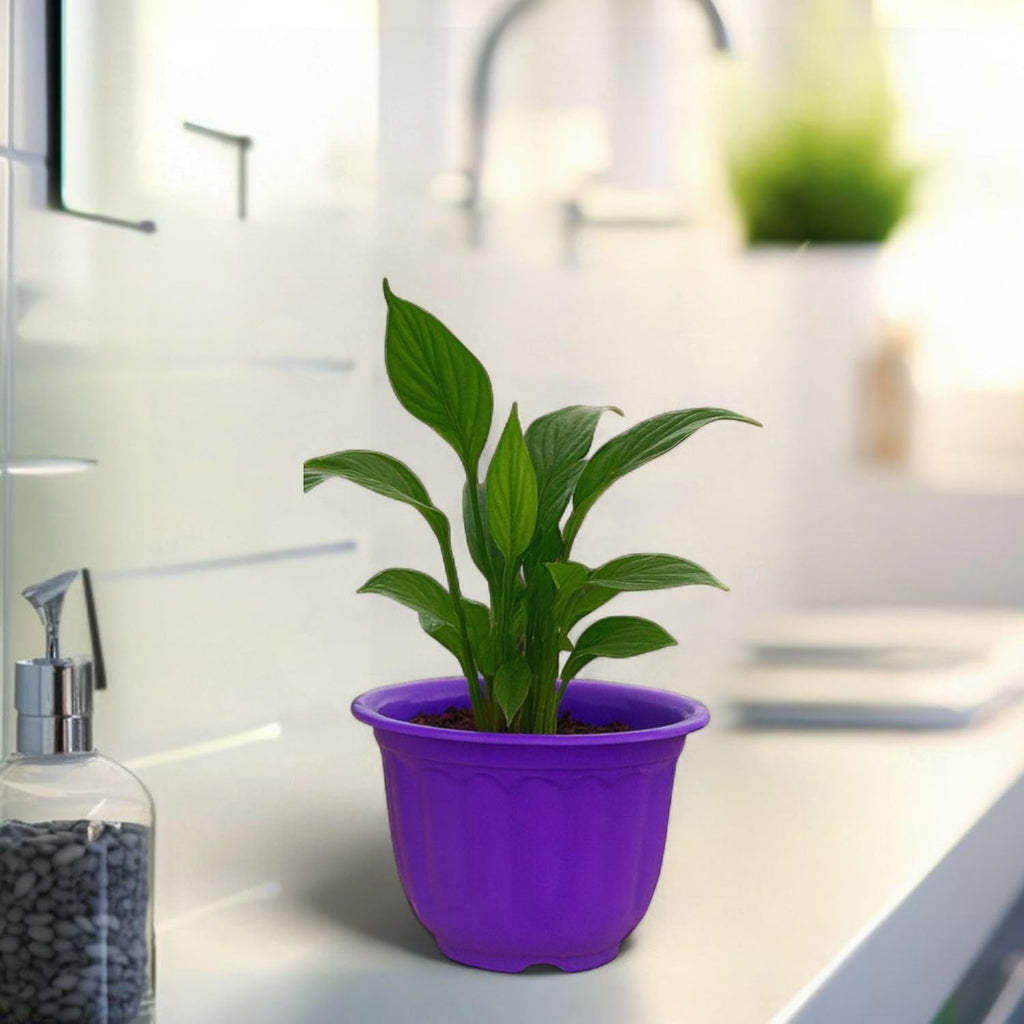 GoHooked purple plastic garden planter with decorative fluted sides, holding a green plant.