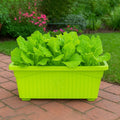 GoHooked set of 4 rectangular green plastic plant pots filled with lettuce, perfect for home or garden.