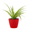 GoHooked red plastic flower pot with textured knit design, 5.5 inch diameter, holding a spider plant.