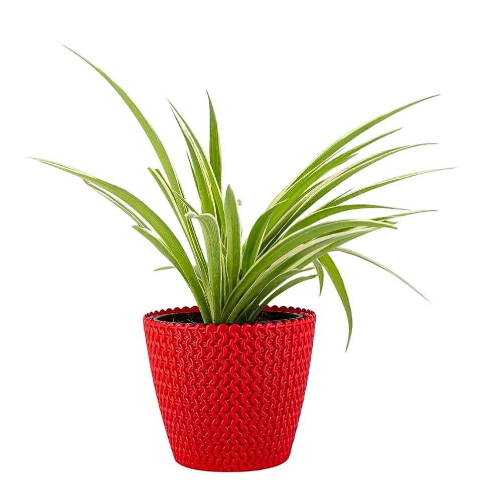 GoHooked red plastic flower pot with textured knit design, 5.5 inch diameter, holding a spider plant.