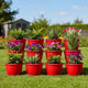 12 Pack Red Plastic Planters For Outdoor Gardening