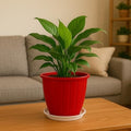 GoHooked red 8-inch plastic planter pot with tray, ideal for indoor/outdoor gardening. Durable and UV stabilized.