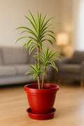 GoHooked red plastic planter pot with matching drip tray, 8 inch, for indoor/outdoor use.