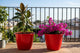 Go Hooked Sunshine Beautiful Indoor-Outdoor Plastic Flower Pots & Planter for Plants-Red, Pack of 2
