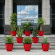 Go HookedPlastic Duro Flower Pot for Gardening, Indoor/Outdoor Planter-Red (8 Inch)(Pack of 8 with Tray)