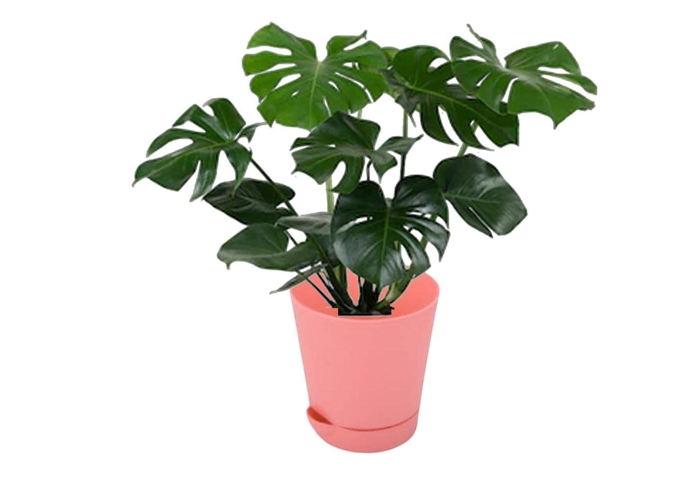 GoHooked 4 inch self-watering planter pot in coral pink, made of durable plastic with UV protection. Ideal for indoor and outdoor gardening.