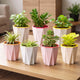 Go Hooked Self Watering Plant Pot (4inch, Pack of 7) | Assorted Plastic Flower Pot with Inner Drainage Insert | Geometric Designer Planter for Indoor Plants, Succulents, Home Décor & Office Table Use