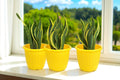 GoHooked Sunshine yellow plastic planters (pack of 3) with snake plants on a windowsill.