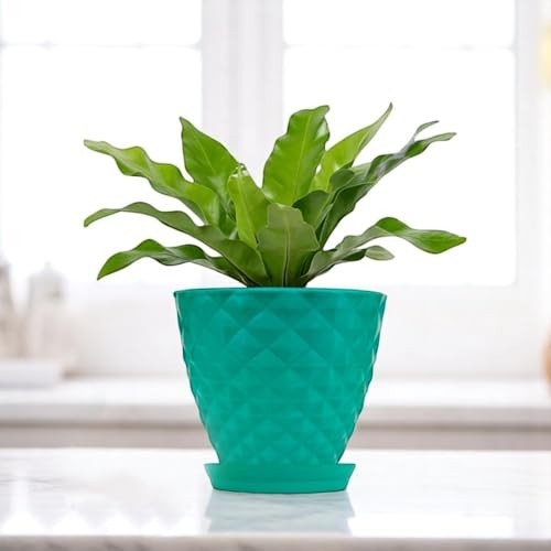 GoHooked teal diamond-patterned plastic planter pot with saucer, 6 inch, for indoor/outdoor plants.