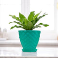 GoHooked teal diamond-patterned plastic planter pot with saucer, 6 inch, for indoor/outdoor plants.