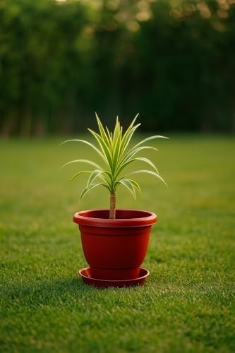 GoHooked terracotta brown plastic planter pot with bottom plate, 8 inch, for indoor/outdoor use.