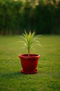 GoHooked terracotta brown plastic planter pot with bottom tray, 8 inch, for indoor/outdoor use.