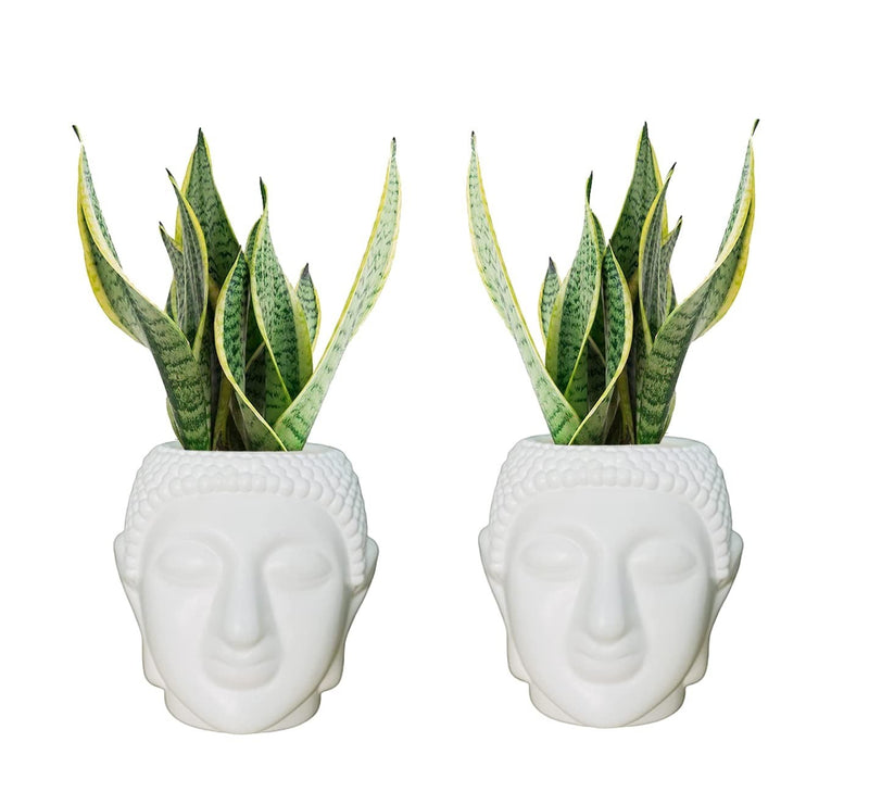GoHooked white plastic Buddha head shaped flower pots, set of 2, with snake plants.