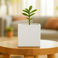 GoHooked white polymer cube planter with a small green plant, 8-inch modern design for home or office.
